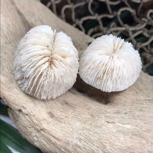 COPY - (2) Real Mushroom Cap Corals Lot